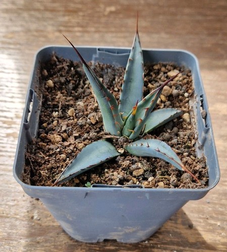 Agave gracilipes frosthart - , –