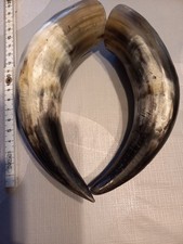 Kuh - Rinderhorn 2 Stück 