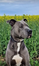 Deckrüde/ Amstaff-Bulldogmix