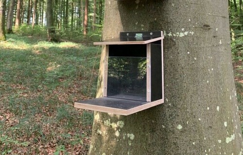 Eichhörnchen futterautomat - eichhörnchen,