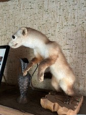 Marderhund, Marder , ausgestopftes Tier,  Tierpräparat, Präparat, Wildtier