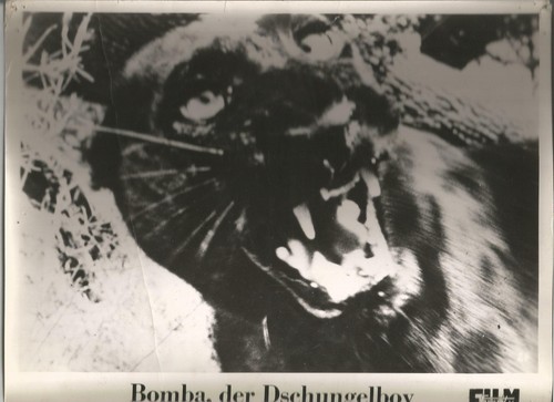 Bomba der dschungelboy - bomba,,