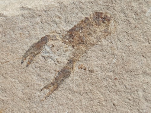 Homarus hakelensis krebs - hakelensis,
