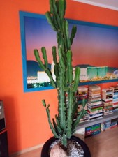 Riesenkaktus/Westernkaktus/Eup