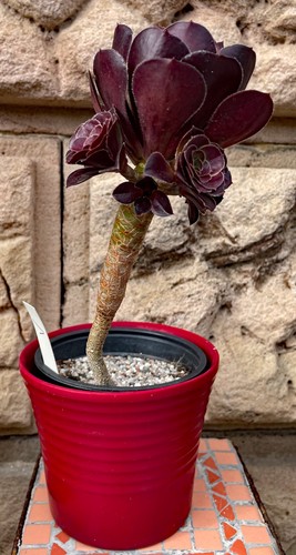 Aeonium arboreum - , v