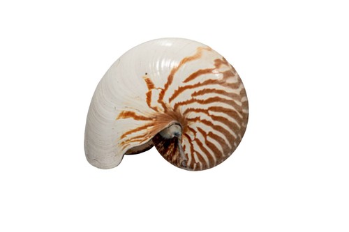 Extrem great nautilus - great,