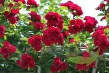 Rote ramblerrose chevy - rote, chase
