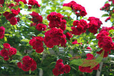 rote Ramblerrose Chevy Chase, starkwachsende Kletterrose, im Topf,