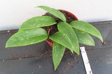 Hoya Wachsblume Porzellanblume sp Loei neu