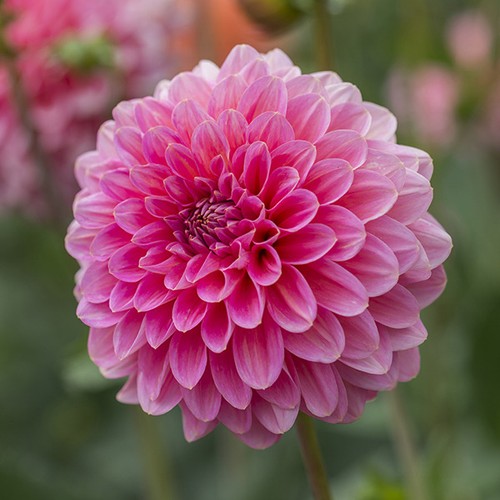 Pompon dahlie pink - pompon-dahlie, runner"