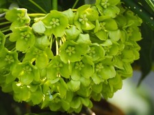 Nieswürze grüne wachsblume - nieswürze,