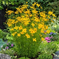 Coreopsis Staude Sommerblume