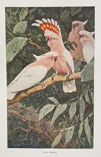 Originaldruck fauna - originaldruck,