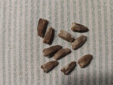 Kalebassen Flaschenkürbis