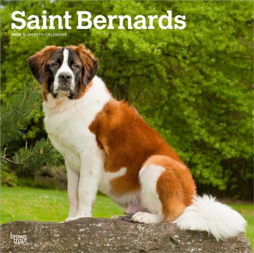 Saint bernards 2026 square - 2026,