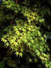 grünblättriger Japanischer Fächerahorn  elegant 80-100cm