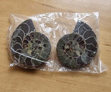 Phylloceras Paar Poliert Ammonit Madagaskar Ammoniten ca. 5cm. Fossil Spirale.