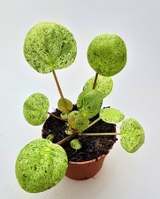 Pilea Peperomioides Mojito