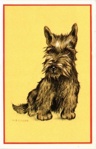 Cpa scottish terrier - cpa, dogs