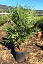 Winterharte Zwergpalme Chamaerops humilis sehr kältetolerante Palme