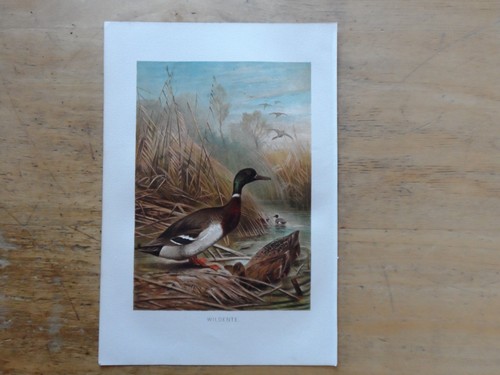 Orig chromolithographie - orig.(1892),