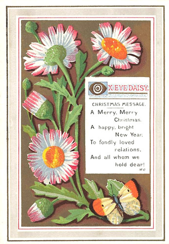 Victorian eye daisy - ox,