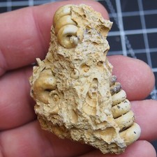 38gr Gastropod Granulolabium