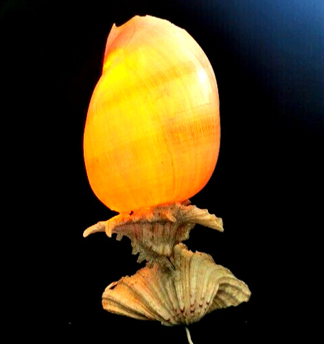 Tischlampe muschellampe sm - muschellampe,