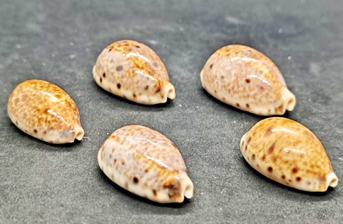 Konvolut cypraea lynx - konvolut, sea