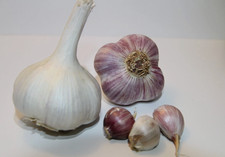 Knoblauch Ljubascha – 1 kg