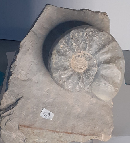 Ammonit ceratites compressus - ammonit,