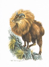 Himalajatahr Paarhufer