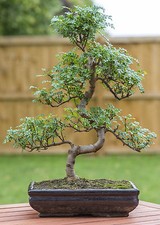 SAMEN Baum schnellwüchsig Zierbaum exotisch Sämereien Palme PFEFFER BAUM Bonsai