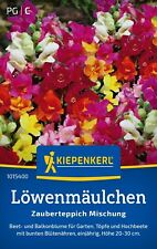 Löwenmäulchen Zwerg - Mischung Zauberteppich   Stauden Blumen  - ca. 200  Samen