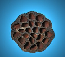 TOP Aquarium Deko 🍀 GARNELEN LOTUS POD 7-10 cm .🍀 Höhle Terrarium Nano Zubehör