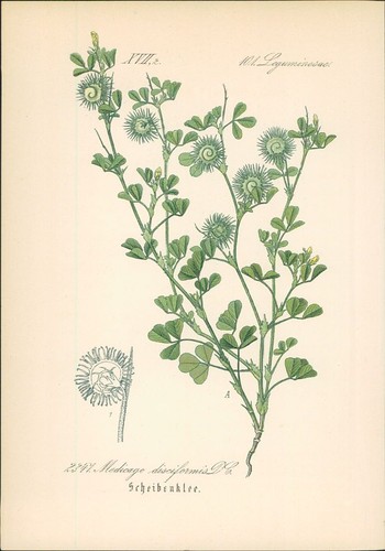 Chromolithographie - ,