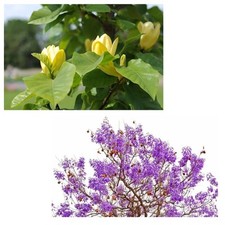 SAMEN schöner Tulpenbaum und