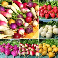 Radieschen mix radies - radies, rot
