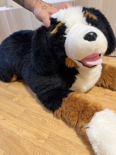 Xxl hund bernadiener - hund,