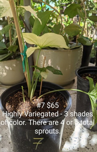 Syngonium albo white highly - syngonium,