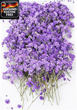Mini Trockenblumen Lila für