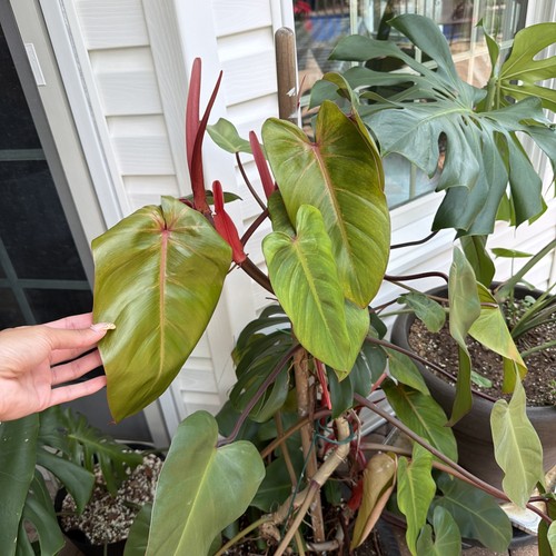 Philodendron red emerald - philodendron,