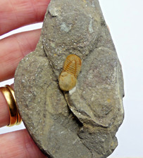 Seltener fossiler Trilobit