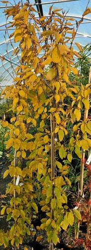 Carpinus betulus fastigiata - carpinus,