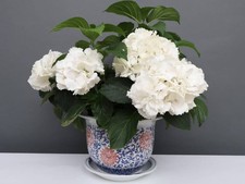 China Porzellan Blumentopf