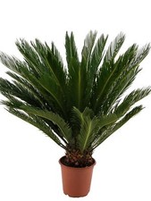 Cycas Revoluta Palmfarn
