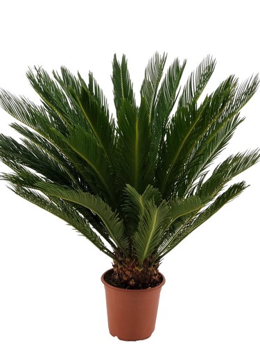 Cycas revoluta palmfarn - cycas,