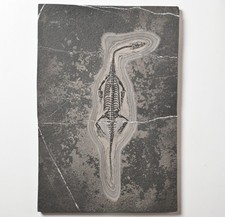 23cm keichousaurus fossil - 23cm, (9")