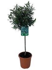 Olivenbaum Olea 80-100cm Mediterrane Pflanzen Olive LK-Gartenwelt
