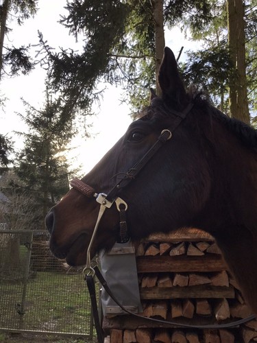 Mechan hackamore wb - mechan., hackamore,